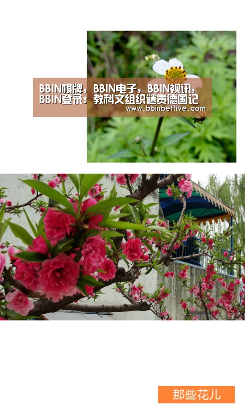 BBIN棋牌，BBIN电子，BBIN视讯，BBIN登录
